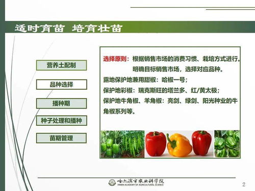 黨建引領謀發(fā)展 科技助農(nóng)備春耕 網(wǎng)絡課堂助力辣椒栽培技術要點與網(wǎng)絡技術開發(fā)